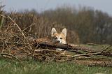 CORGI PEMBROKE 883
